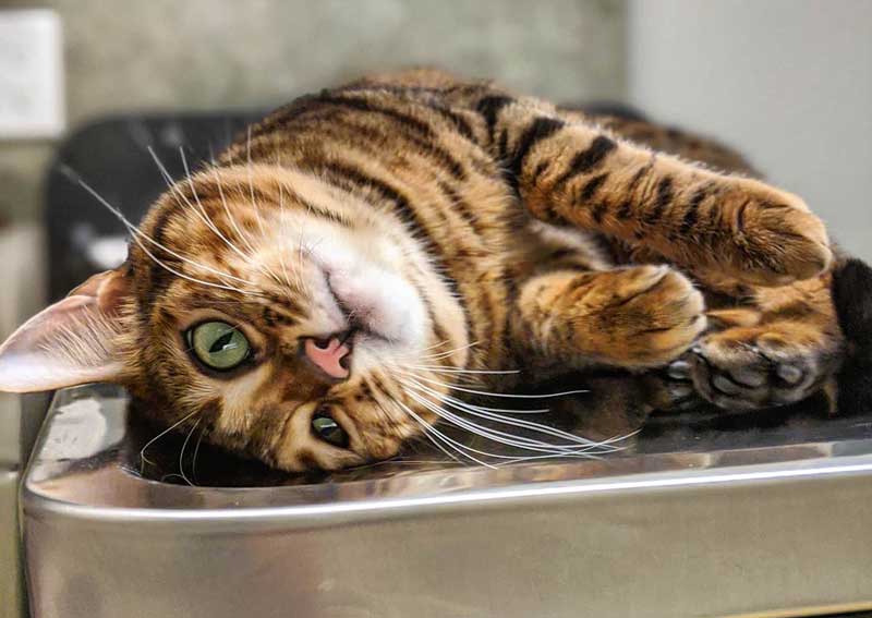 Carousel Slide 3: Cat vet care