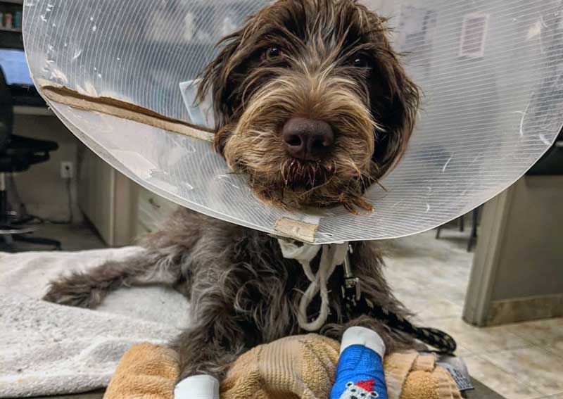 Carousel Slide 5: Dog veterinarians