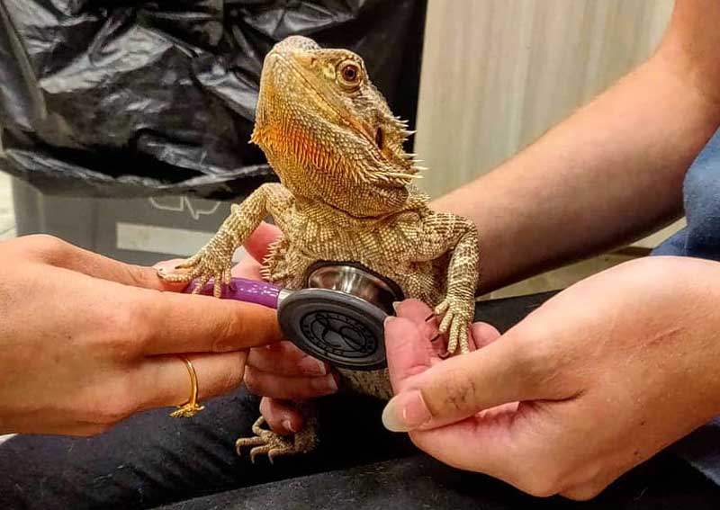 Carousel Slide 2: Exotic veterinarians