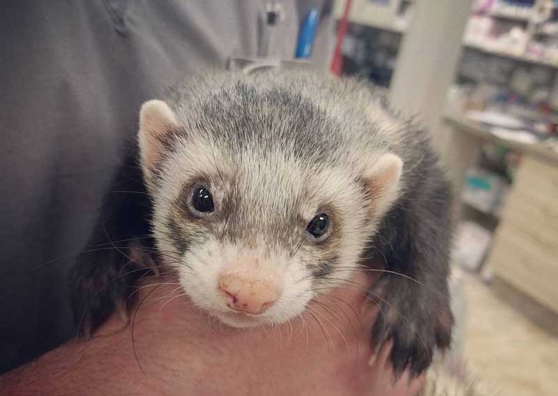 Carousel Slide 4: Pocket pet care