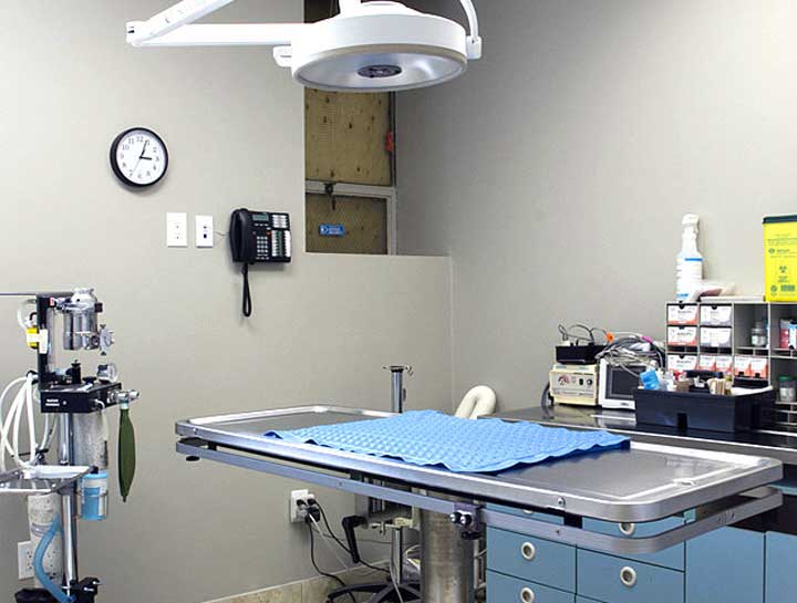$City Veterinary Surgeries